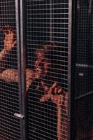 Une nuit, Roberto Zucco s’évade de la prison dans laquelle il a été in