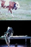 ShanjuLab est un laboratoire de théâtre qui interroge le lien humain-a