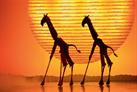 Deux girafes et un lever de soleil