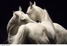 Zingaro : chevaux blancs 