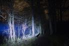 Forêt sombre de nuit